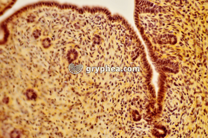 Utérus de lapine x40 - gryphea.com